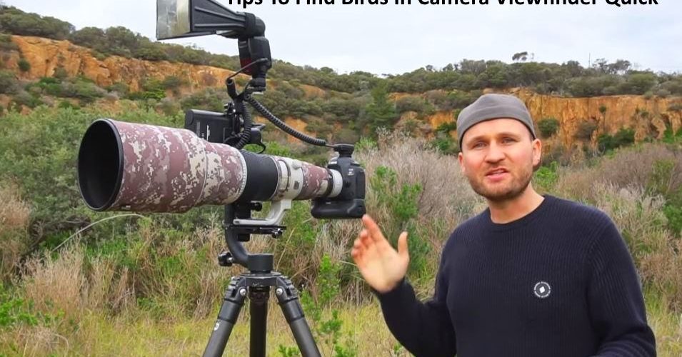 Tips To Find Bird In Camera Viewfinder Quick
