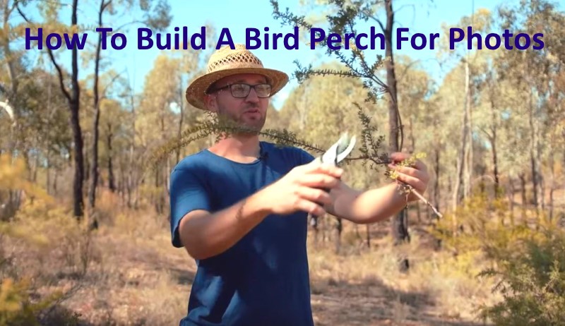 How To Build A Bird Perch Photography